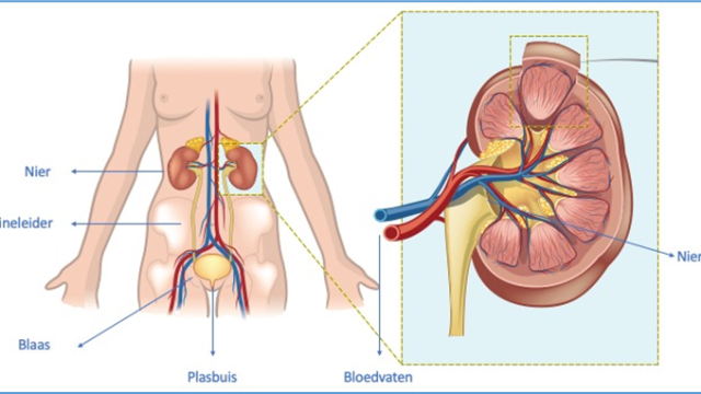 Figuur 1: Anatomie urinewegen