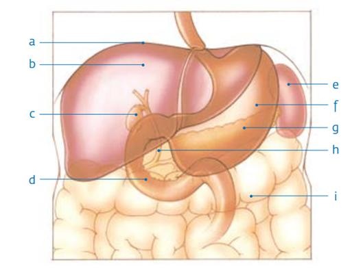 (A) middenrif (B) lever (C) galblaas (D) twaalfvingerige darm (E) milt (F) maag (G) alvleesklier (H) grote galbuis (I) dikke darm © 2013 KWF Kankerbestrijding