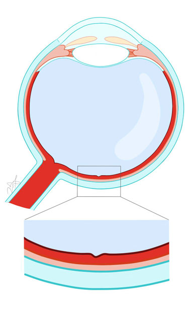 Dwarsdoorsnede van het oog